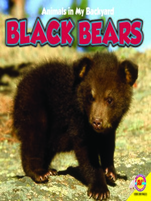 cover image of Black Bears